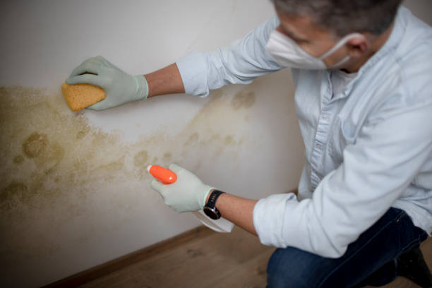 Best Black Mold Removal  in Belmont, NC