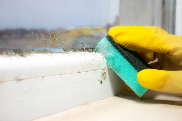 Best Mold Testing  in Belmont, NC