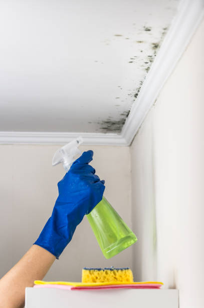 Best Fast Mold Removal  in Belmont, NC